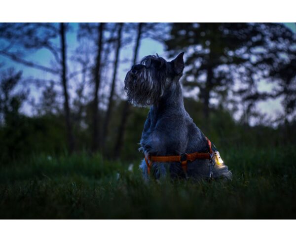 LANTERNA ZIPPY EXTENDED SET GREEN 160 LUMENS ARMYTEK - Image 16
